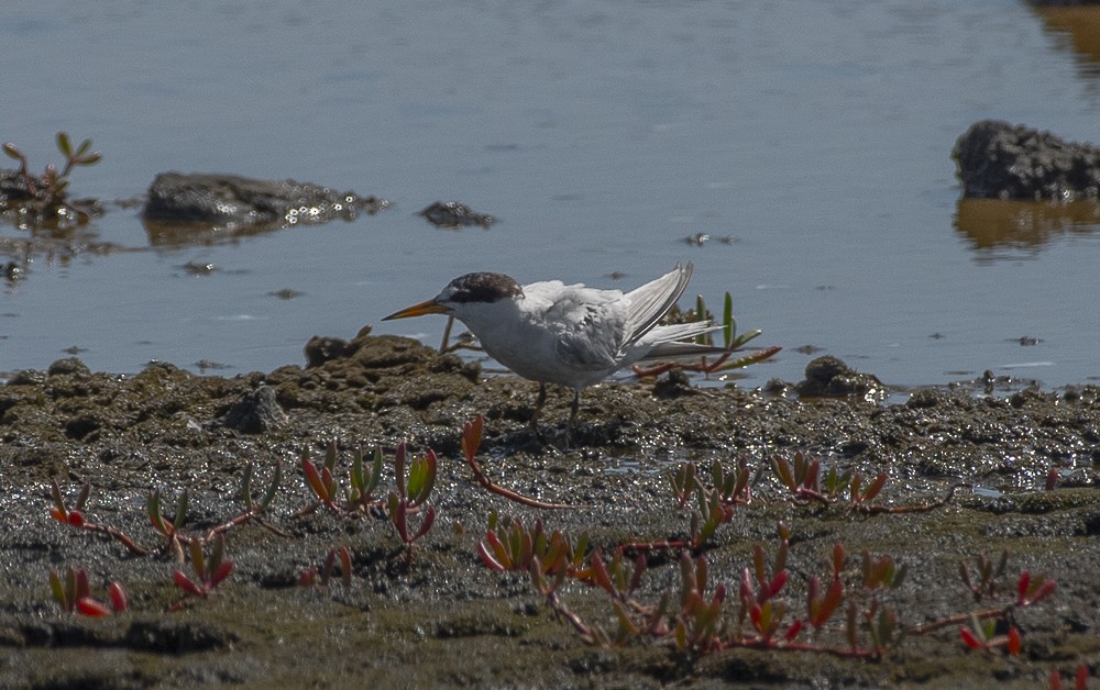 Least Tern - ML641426154