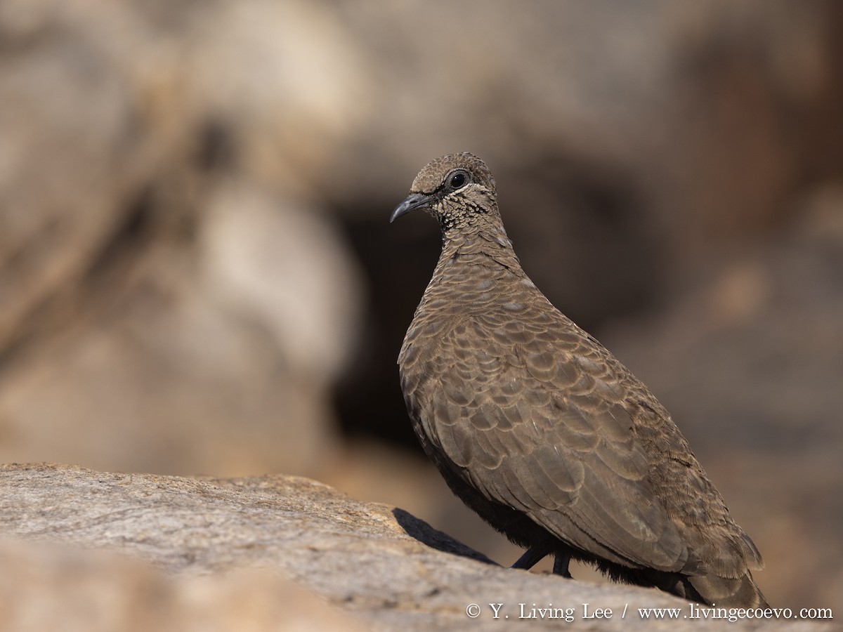 White-quilled Rock-Pigeon - ML641426161