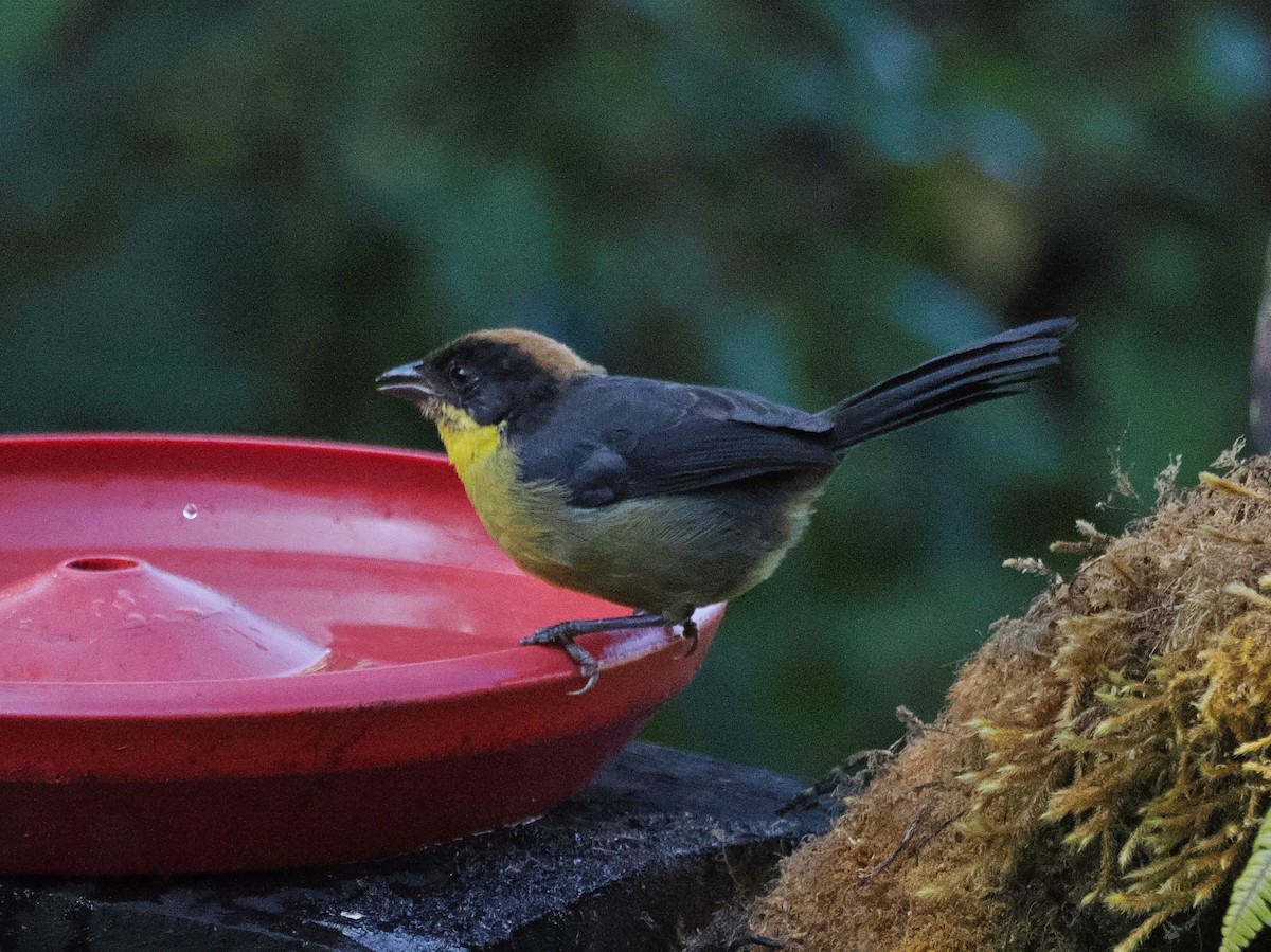 Atlapetes Pechiamarillo - ML641426169