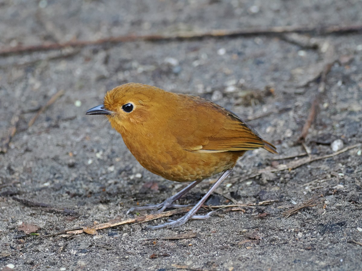 Equatorial Antpitta - ML641426194