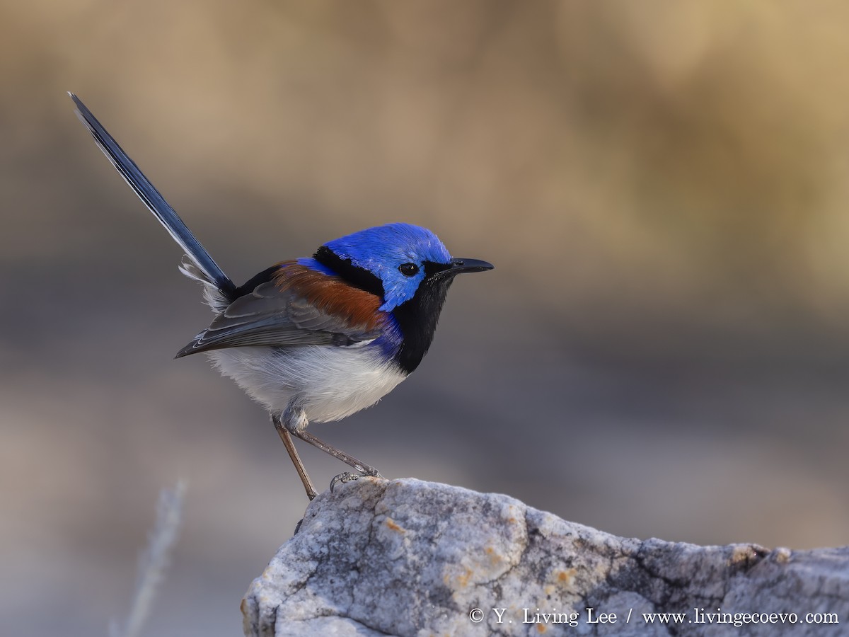Purple-backed Fairywren - ML641426198