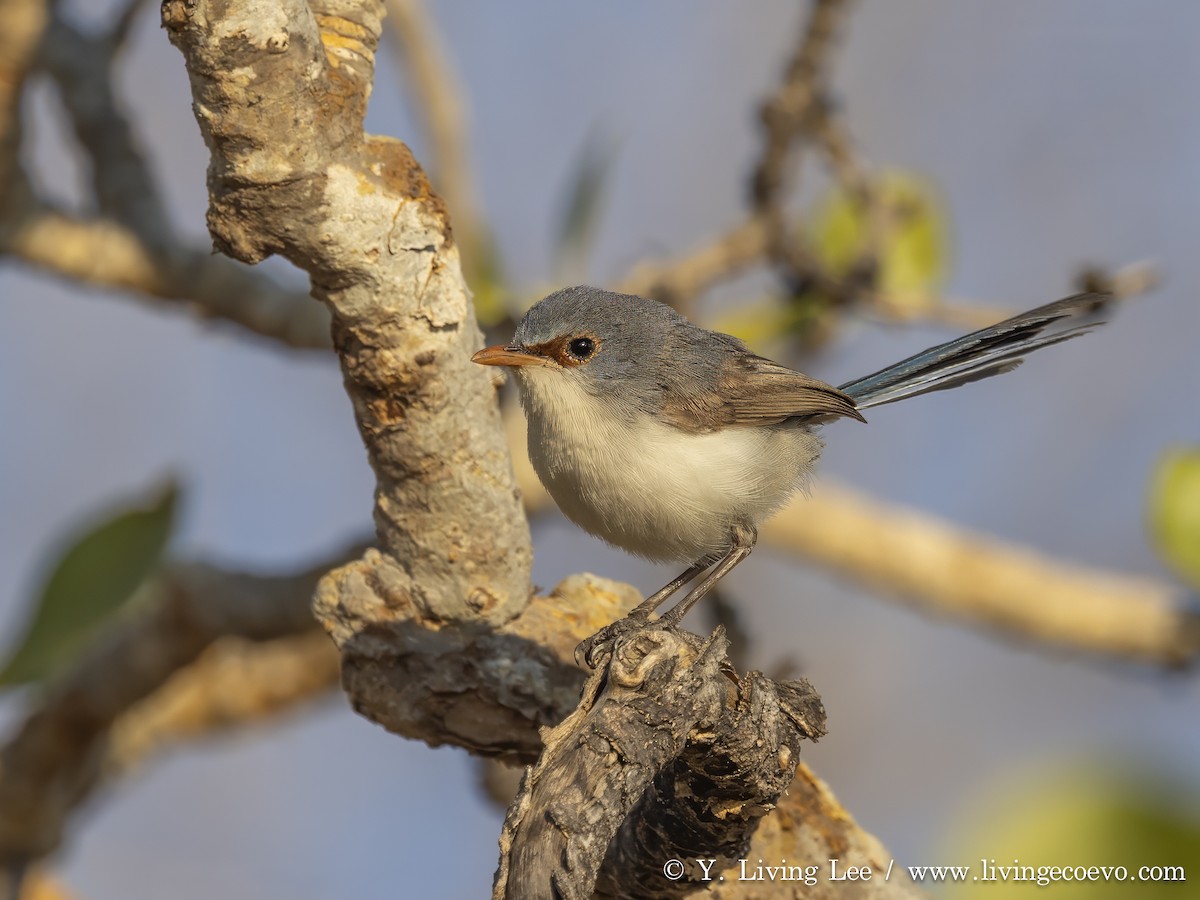 Purple-backed Fairywren - ML641426199