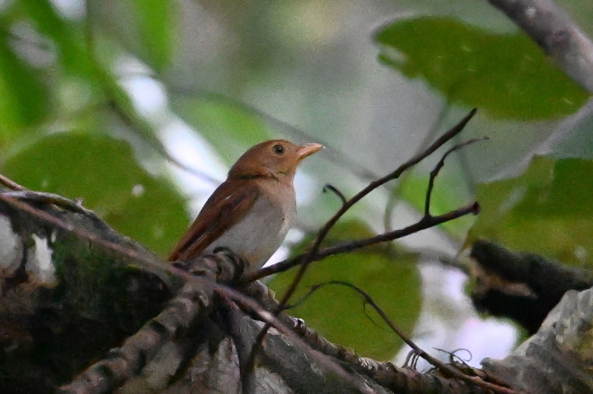 Oriole Whistler - ML641426205