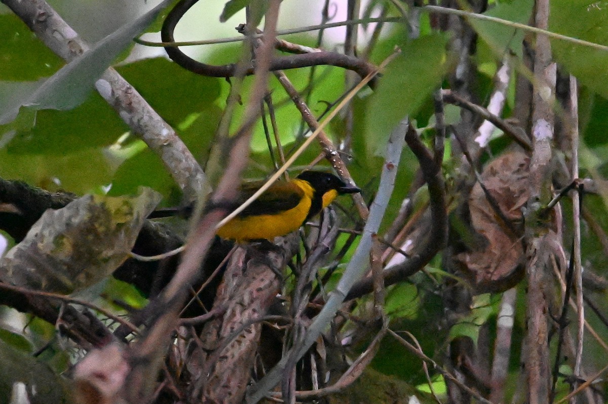 Oriole Whistler - ML641426206