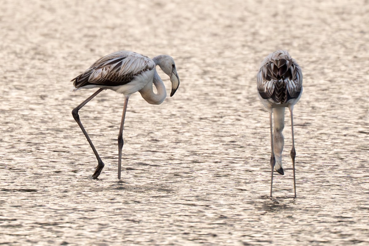 Greater Flamingo - ML641426216