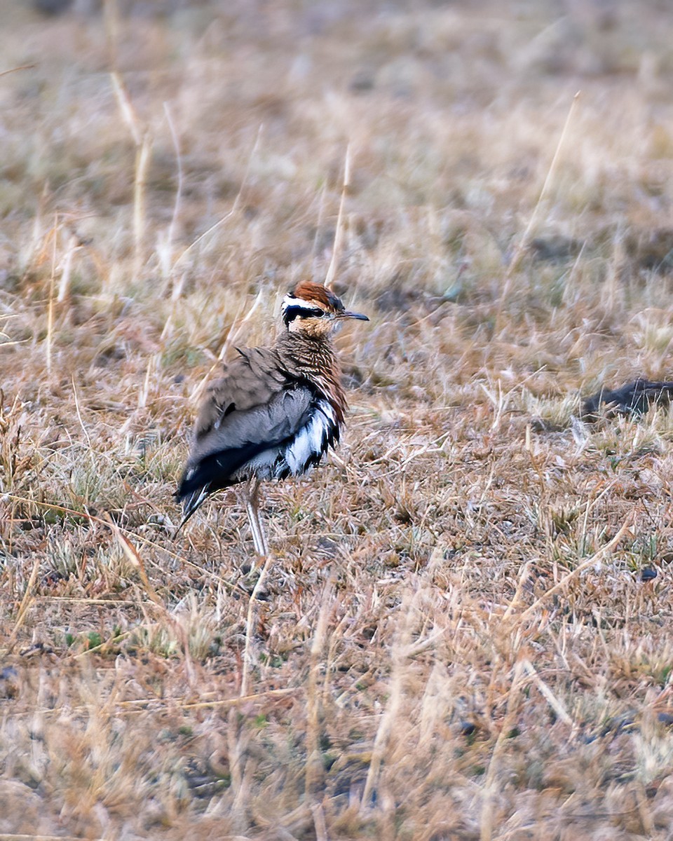 Temminckrennvogel - ML641426220