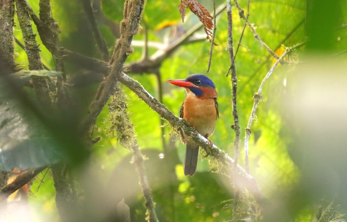 Blue-capped Kingfisher - ML641426227
