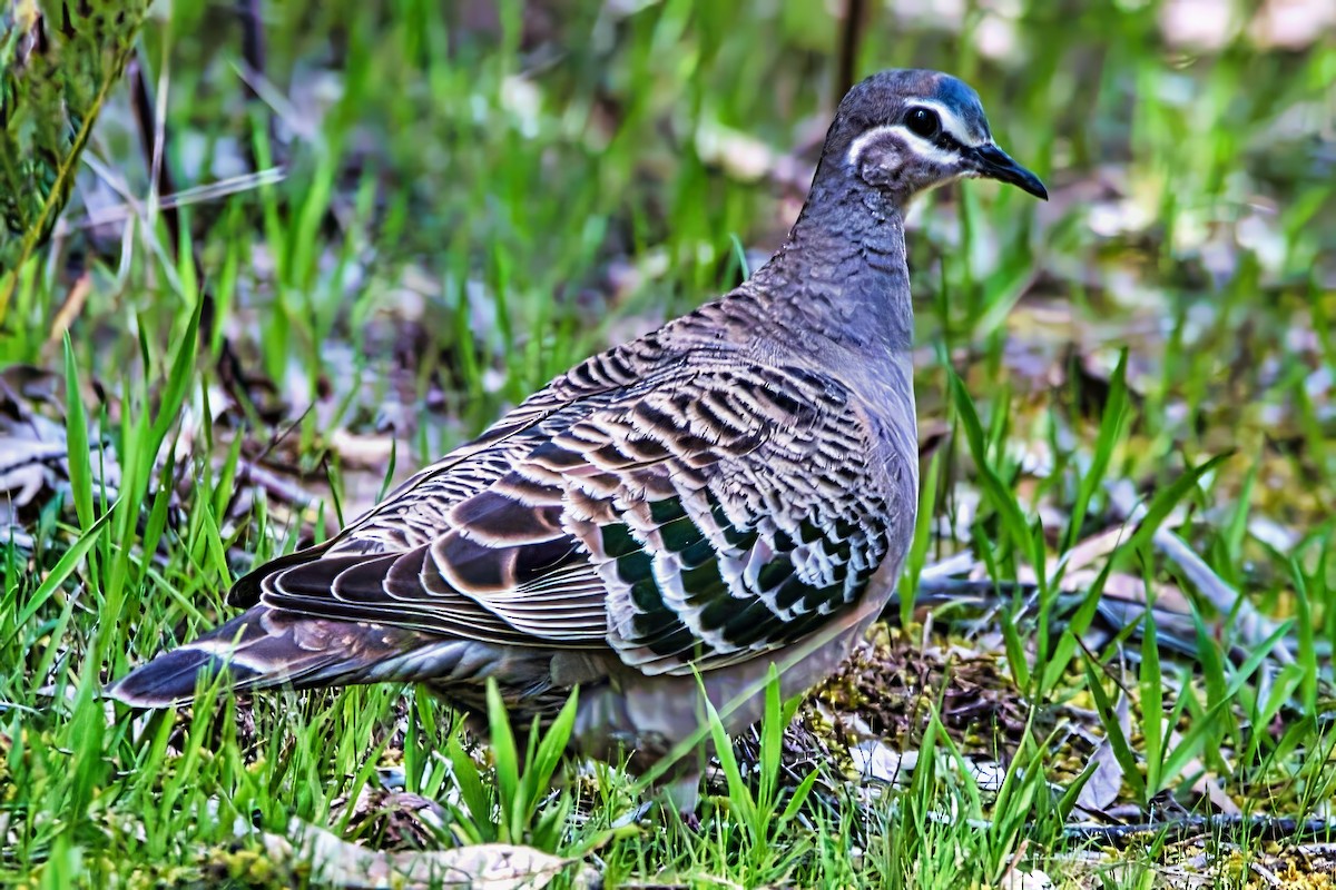 Common Bronzewing - ML641426239