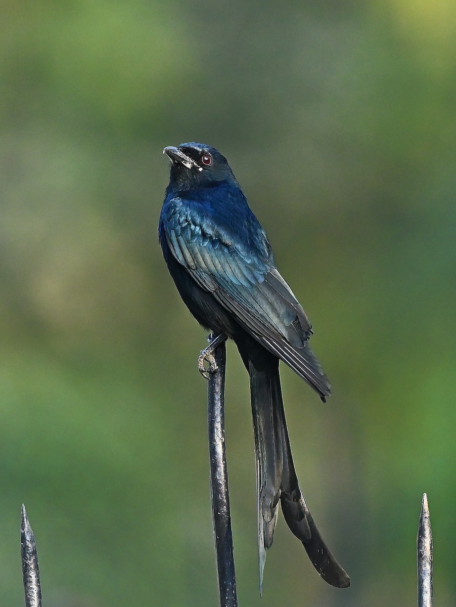 Black Drongo - ML641426241
