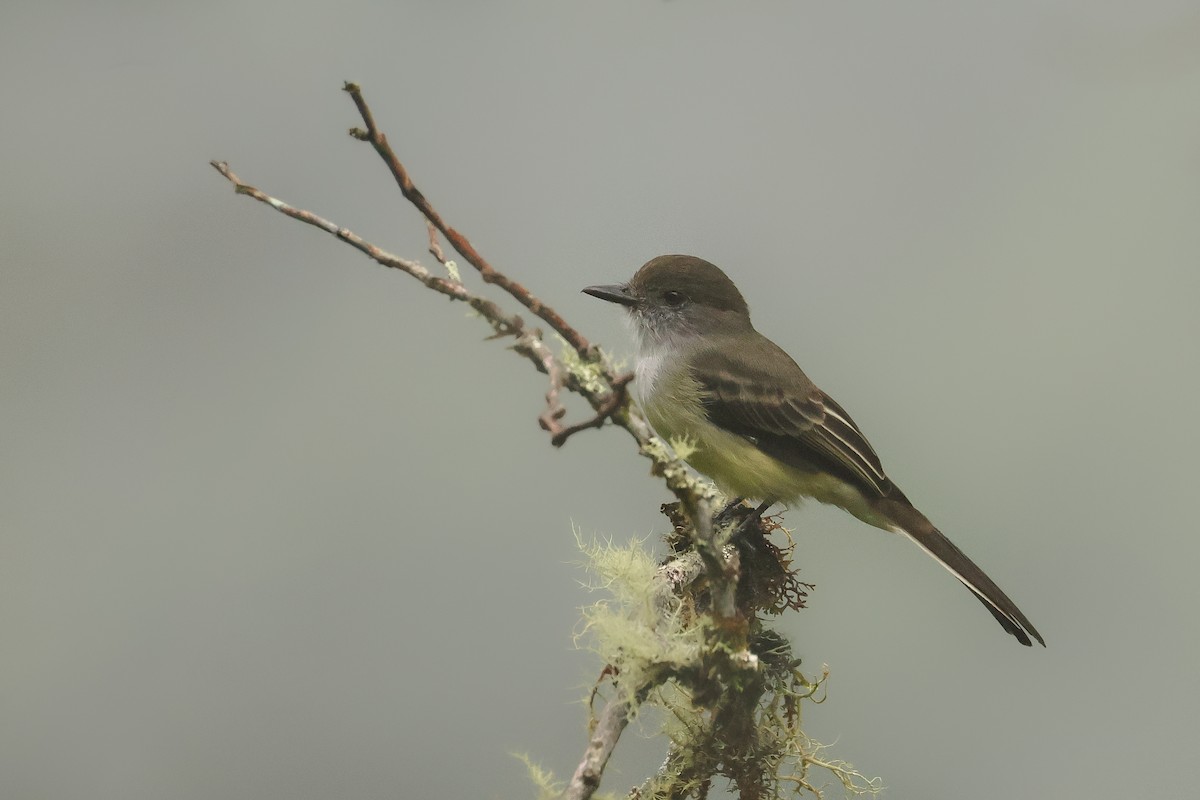 Pale-edged Flycatcher - ML641426243