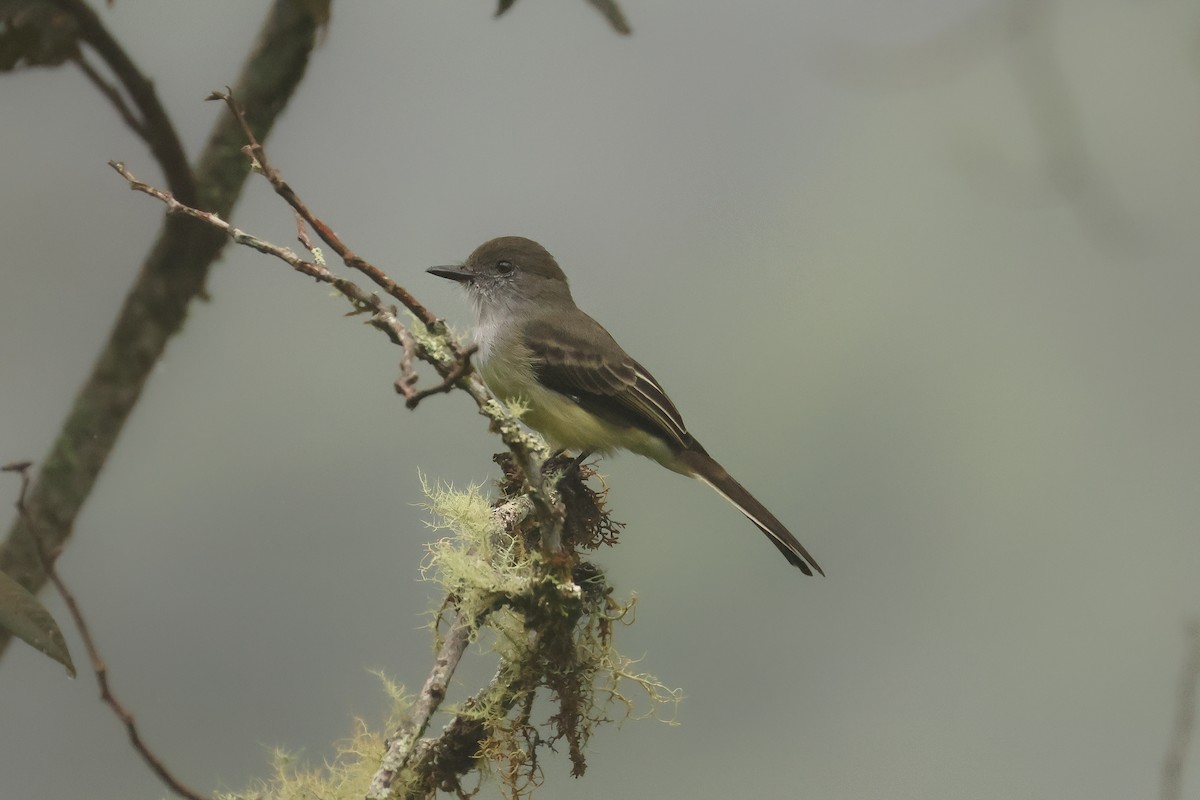 Pale-edged Flycatcher - ML641426244