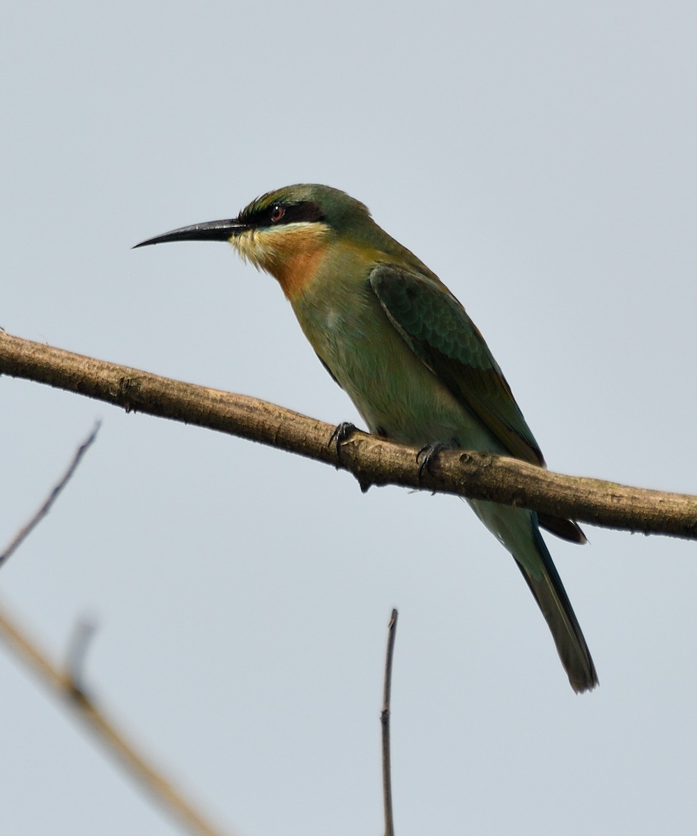Blue-tailed Bee-eater - ML641426252