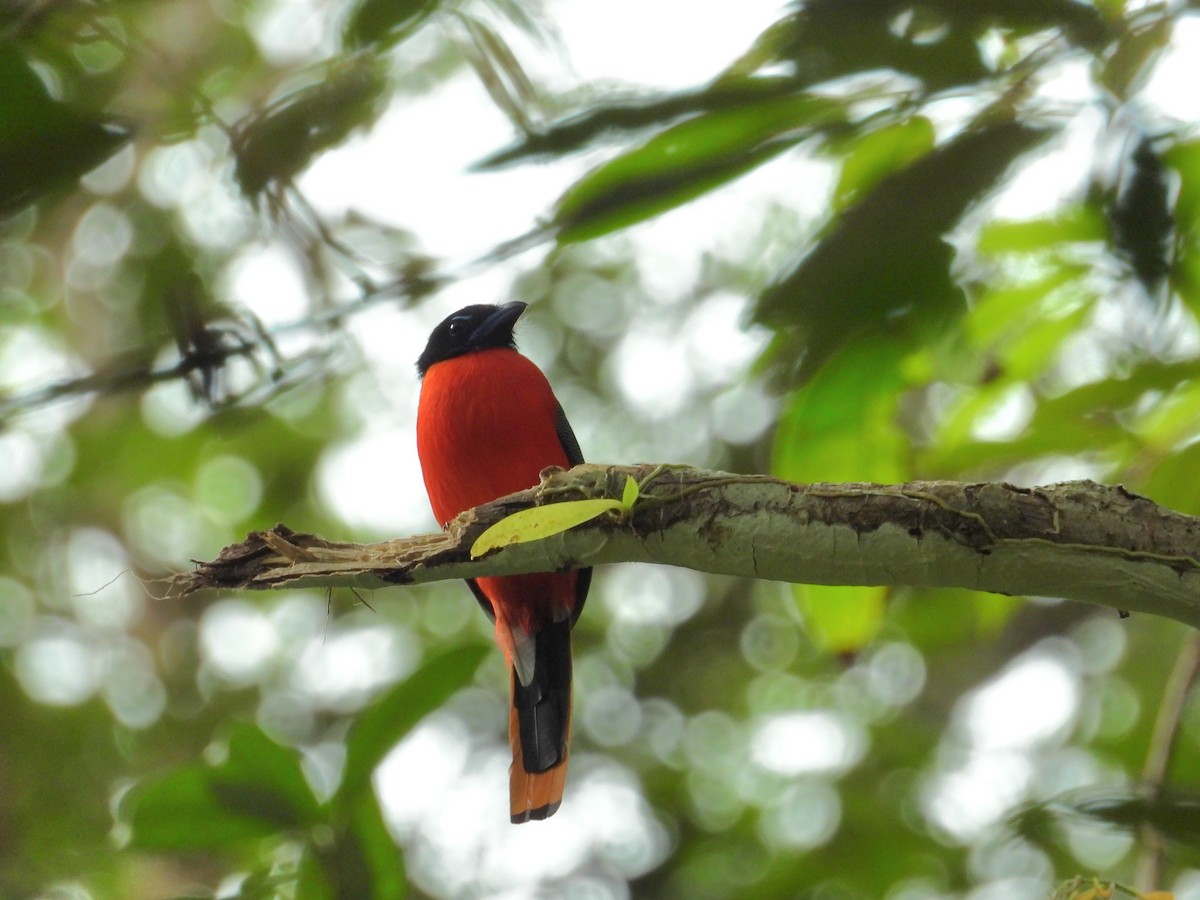 Rotbürzeltrogon - ML641426257