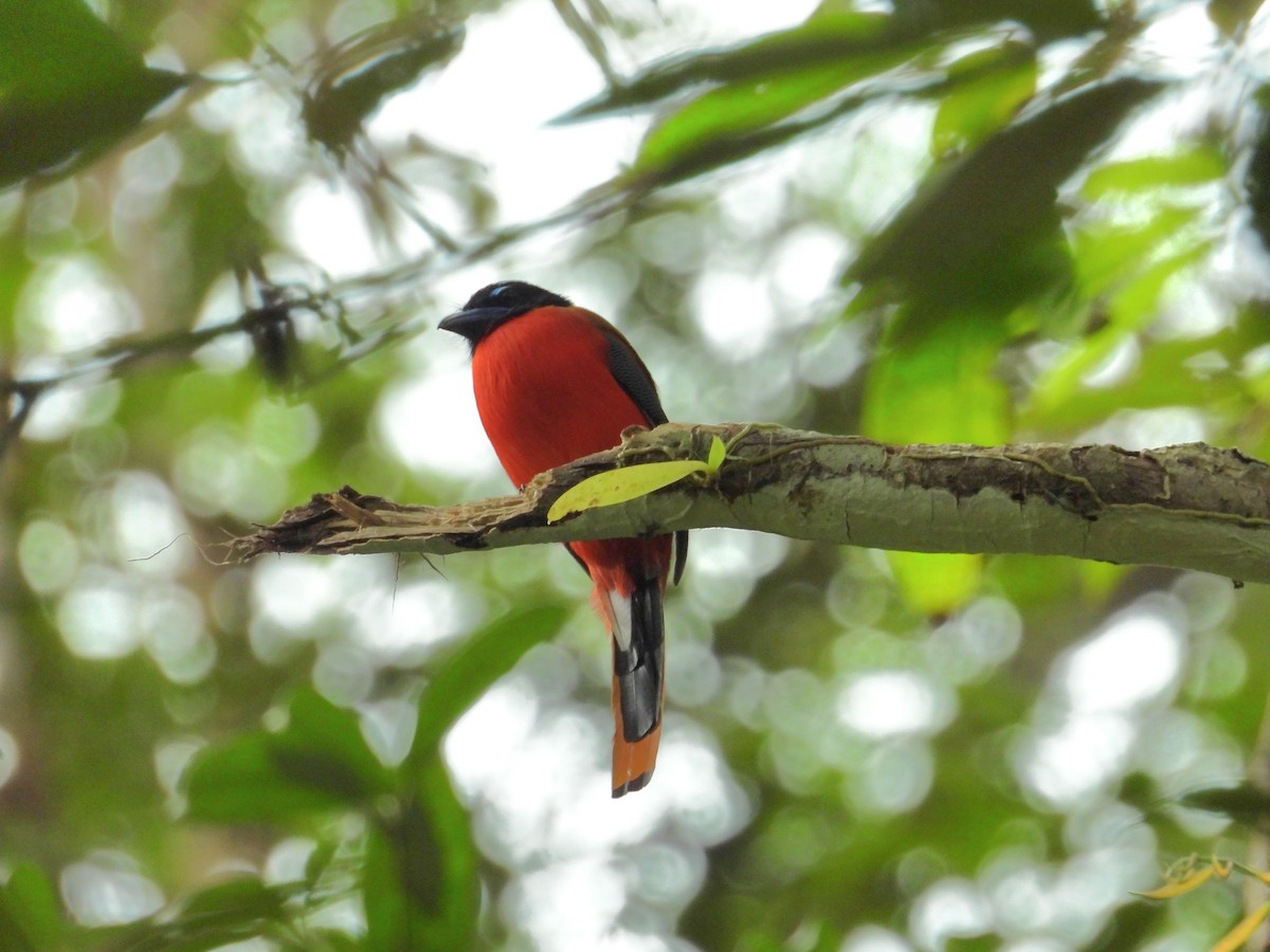 Rotbürzeltrogon - ML641426258