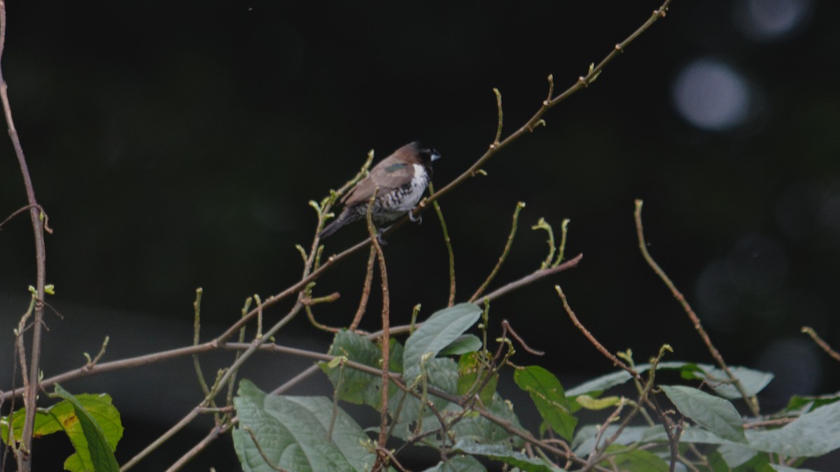 Bronze Mannikin - ML641426259