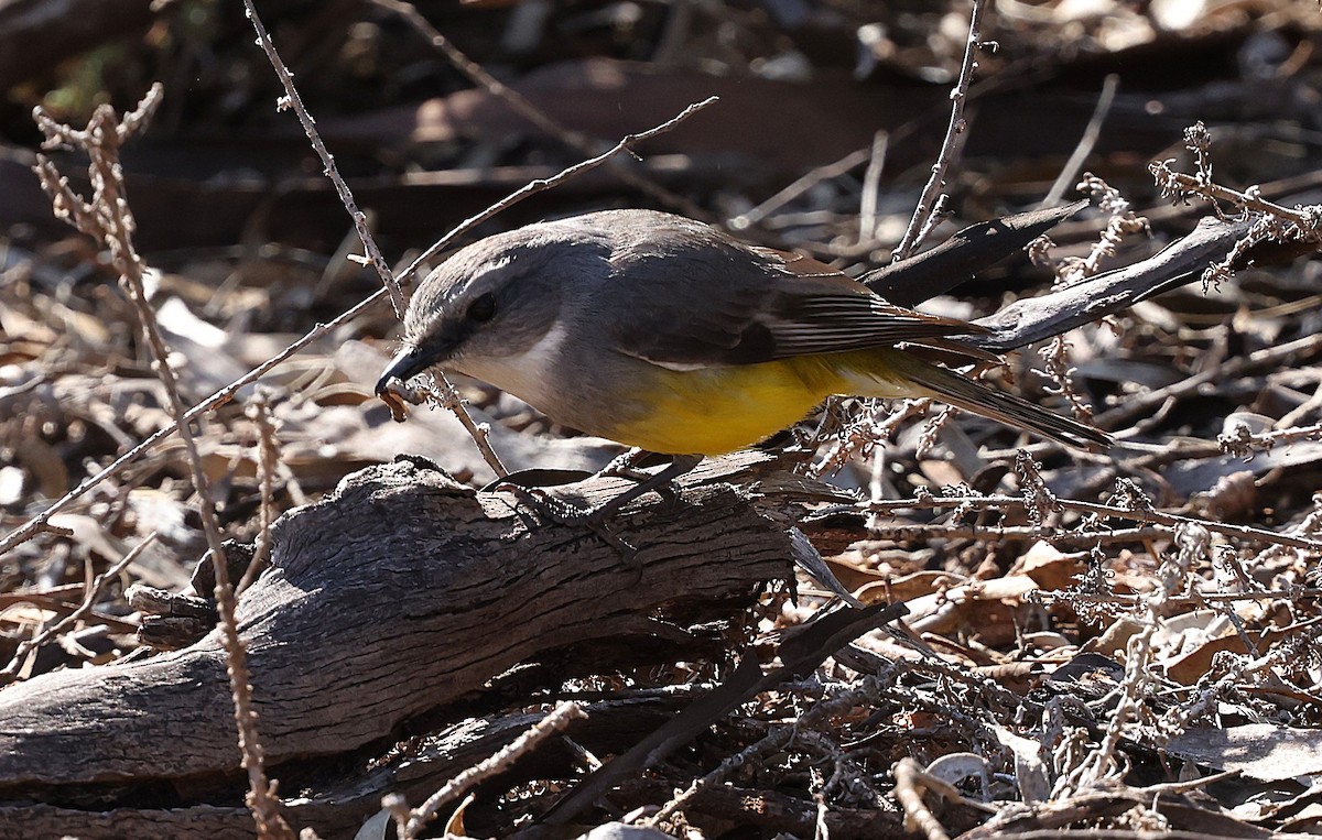 Western Yellow Robin - ML641426279