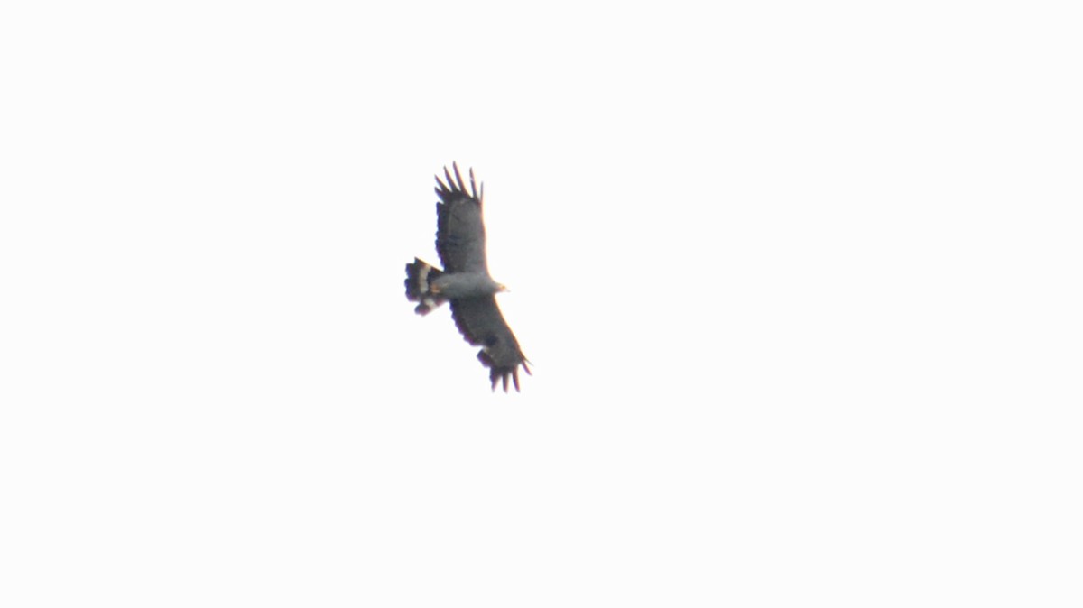 African Harrier-Hawk - ML641426302