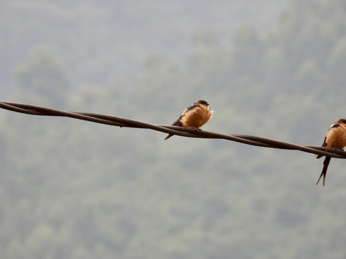 Mosque Swallow - ML641426307