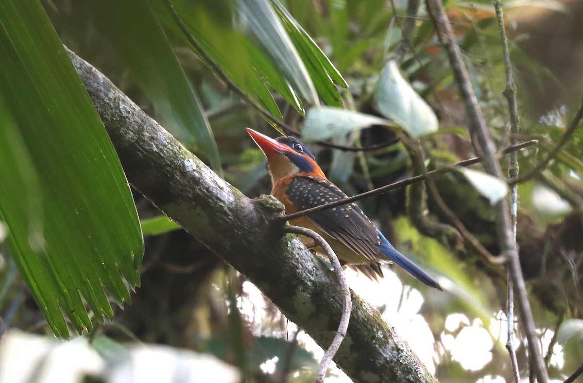 Blue-capped Kingfisher - ML641426310