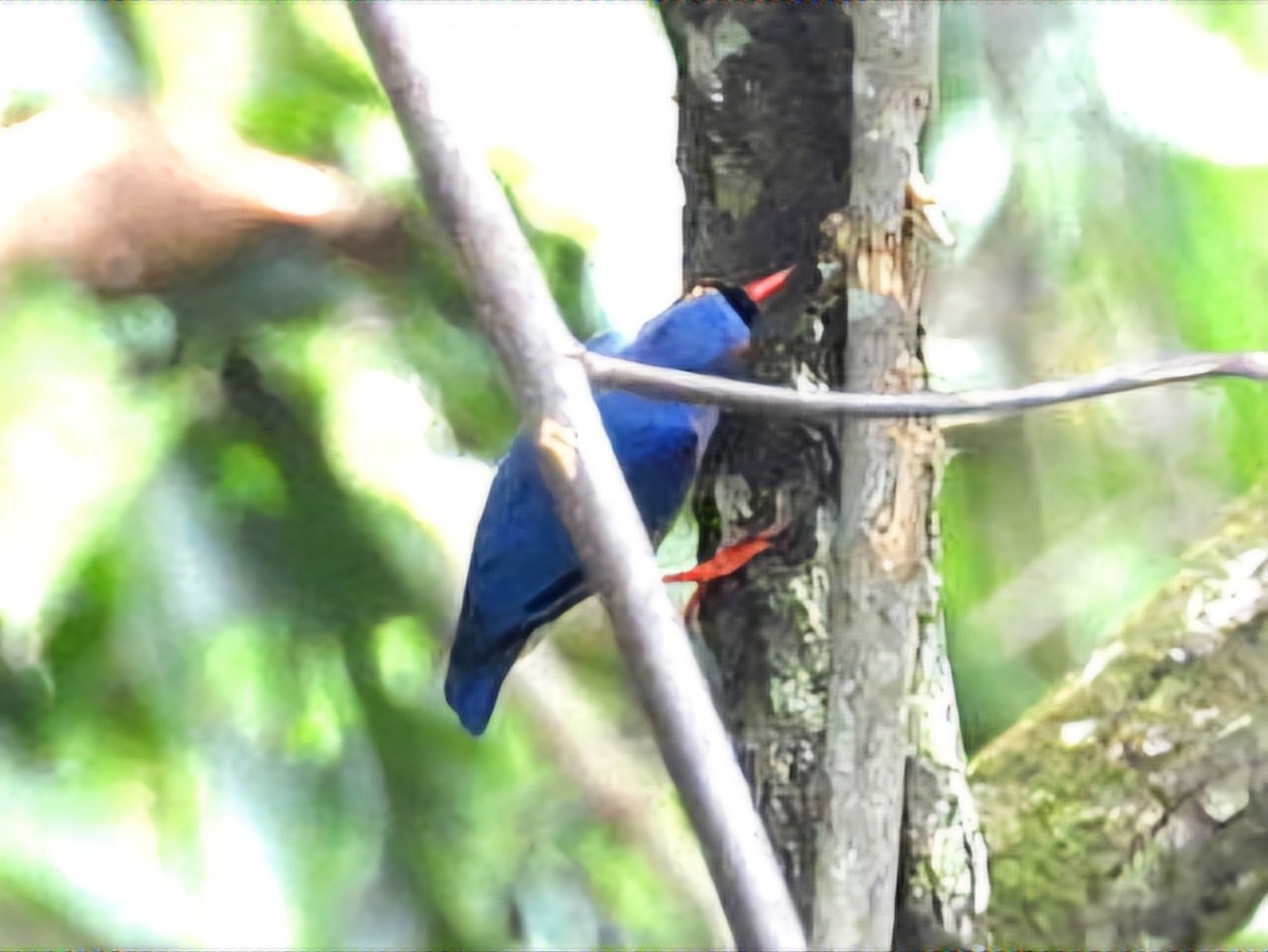 Velvet-fronted Nuthatch - ML641426314