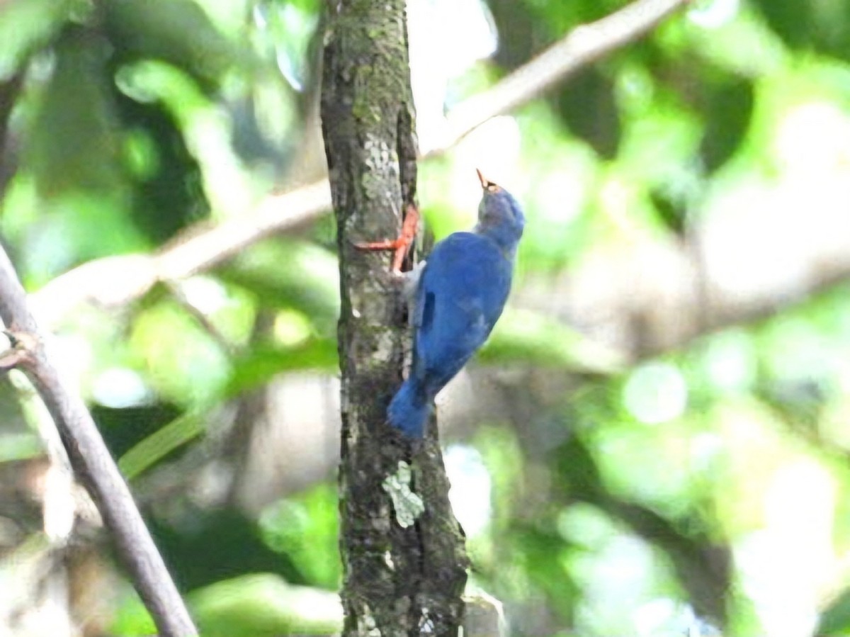Velvet-fronted Nuthatch - ML641426316