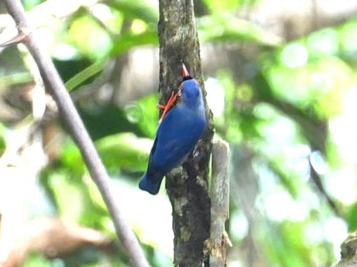 Velvet-fronted Nuthatch - ML641426317