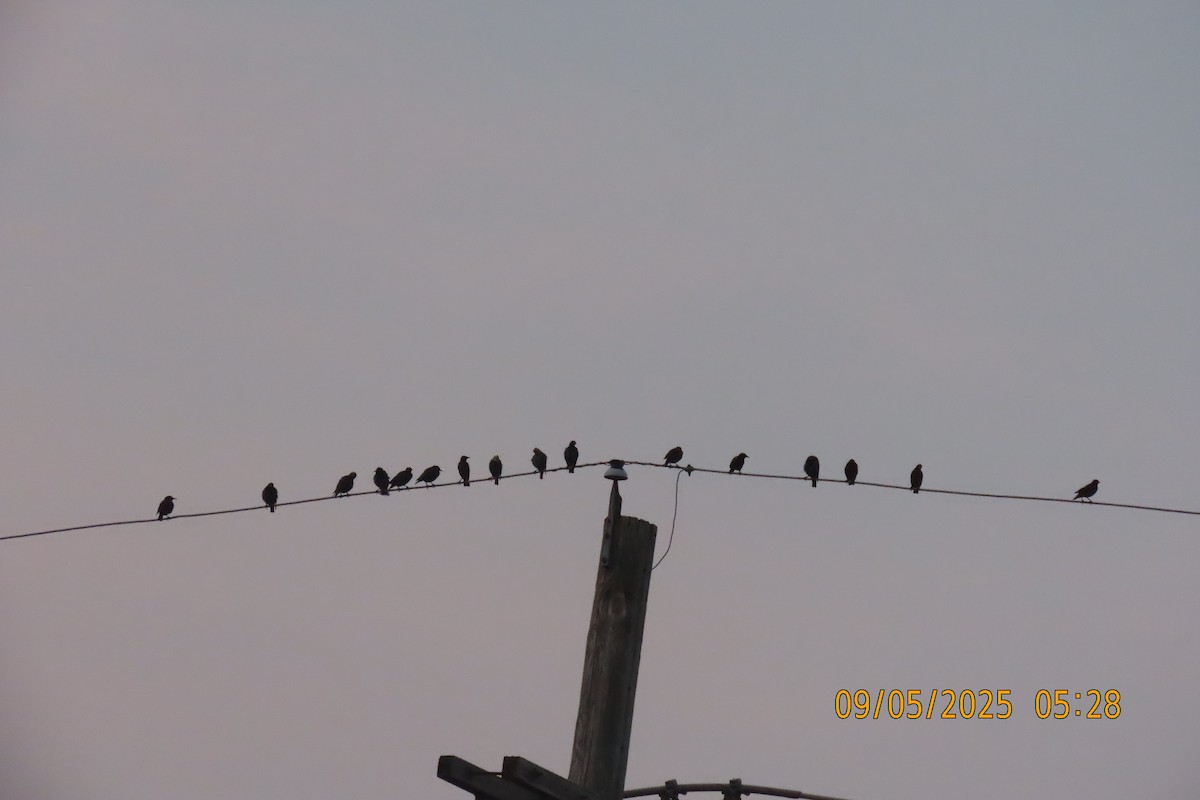 European Starling - ML641426318