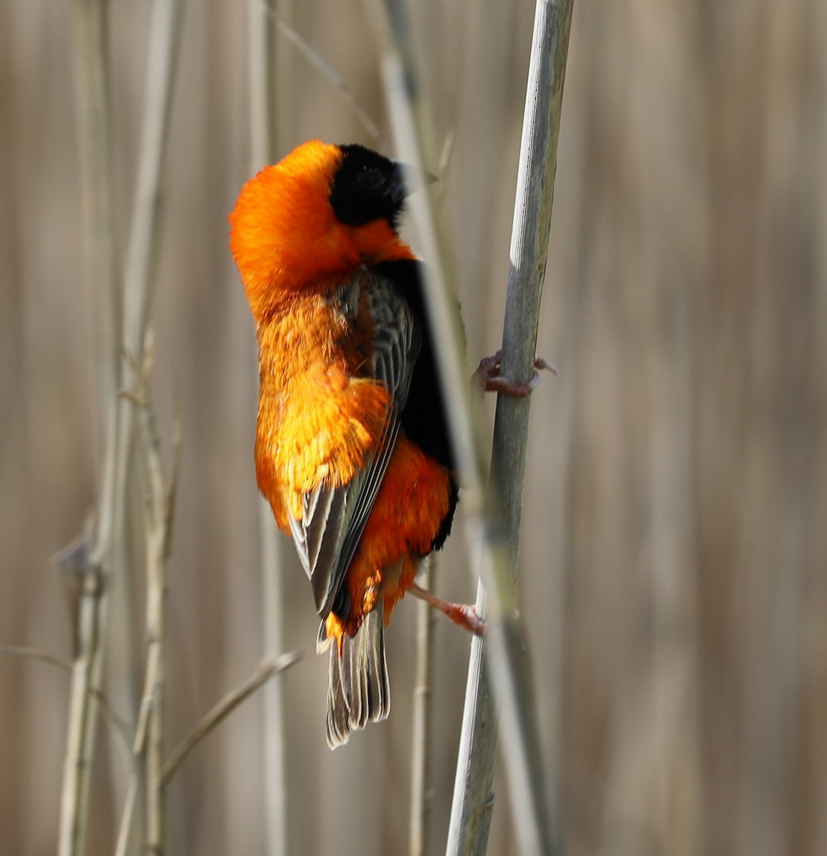 Southern Red Bishop - ML641426319