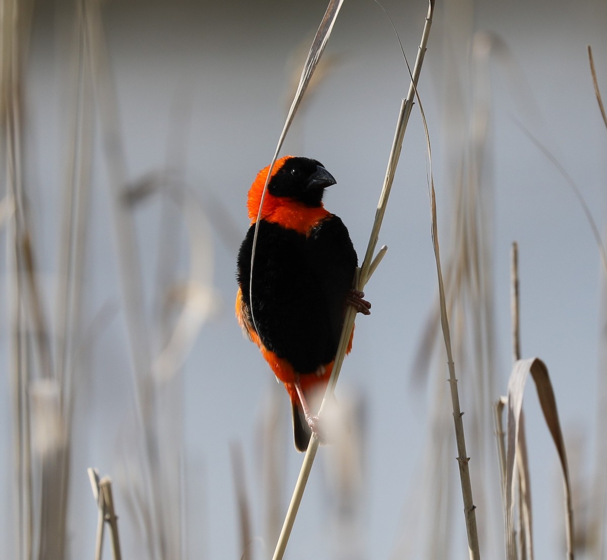 Southern Red Bishop - ML641426320