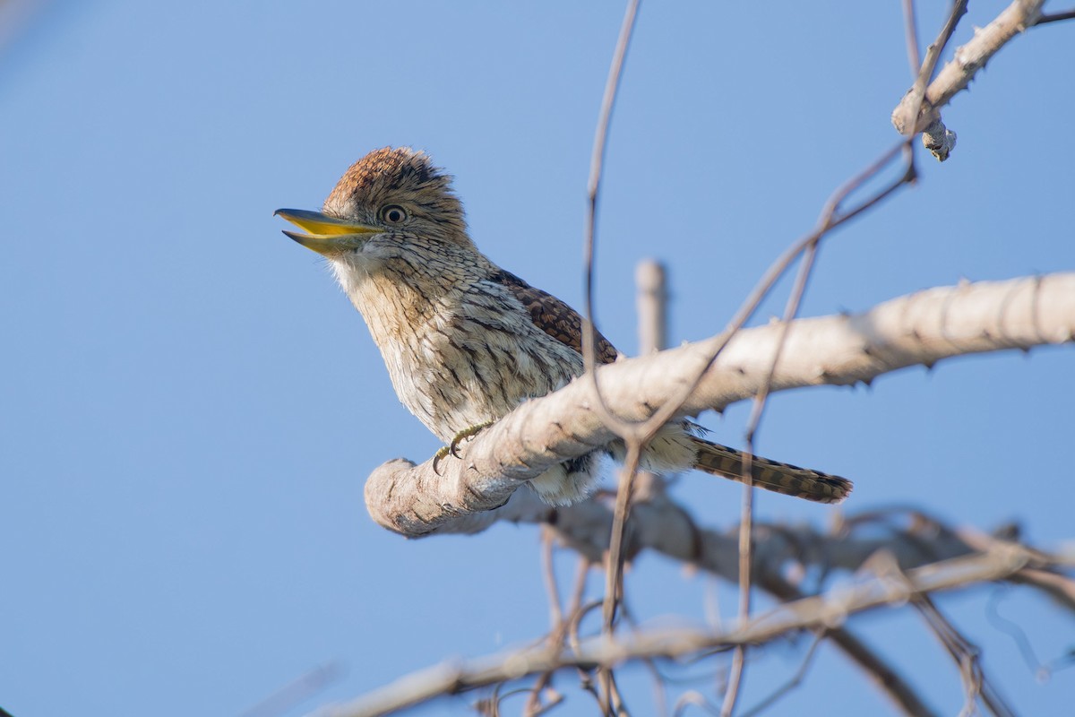 Eastern Striolated-Puffbird (torridus) - ML641426321