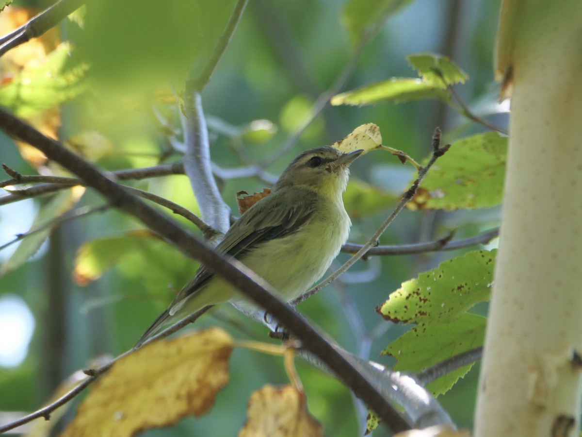 Philadelphia Vireo - ML641426322