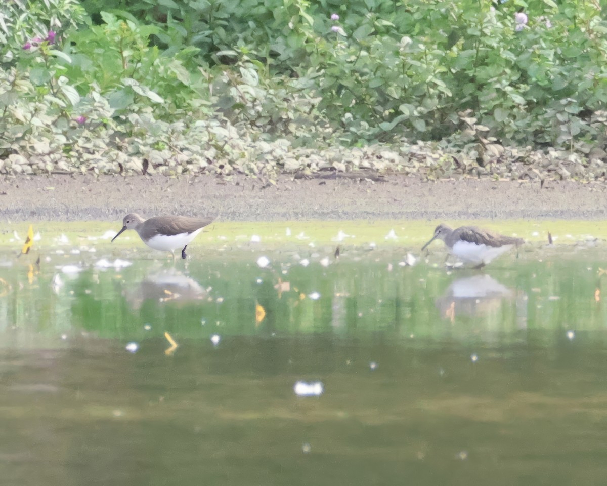 Green Sandpiper - ML641426323