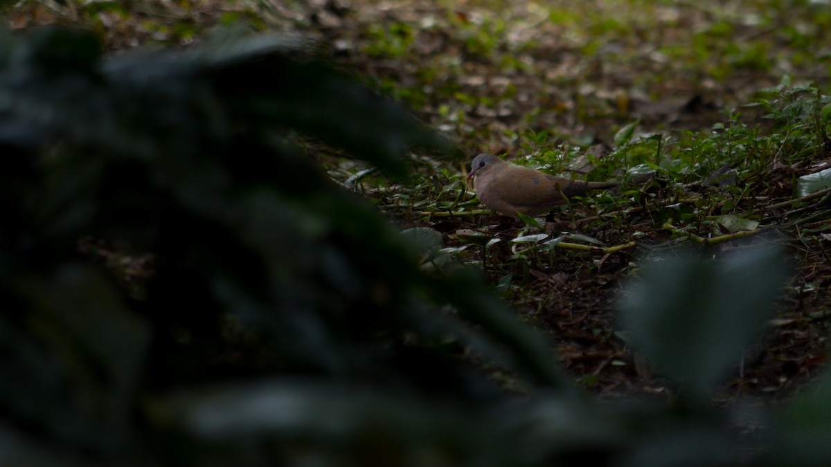 Blue-spotted Wood-Dove - ML641426324