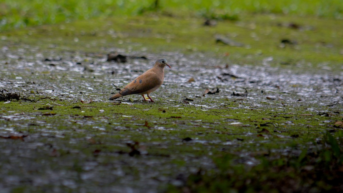 Blue-spotted Wood-Dove - ML641426325