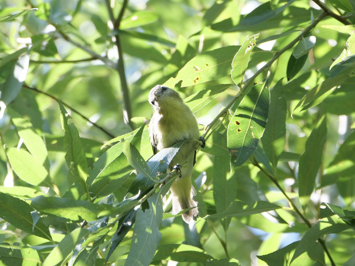 Philadelphia Vireo - ML641426326