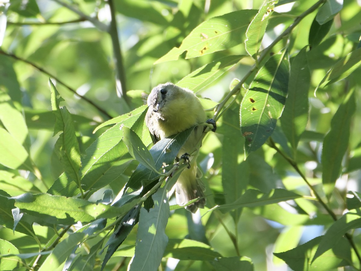 Philadelphia Vireo - ML641426327