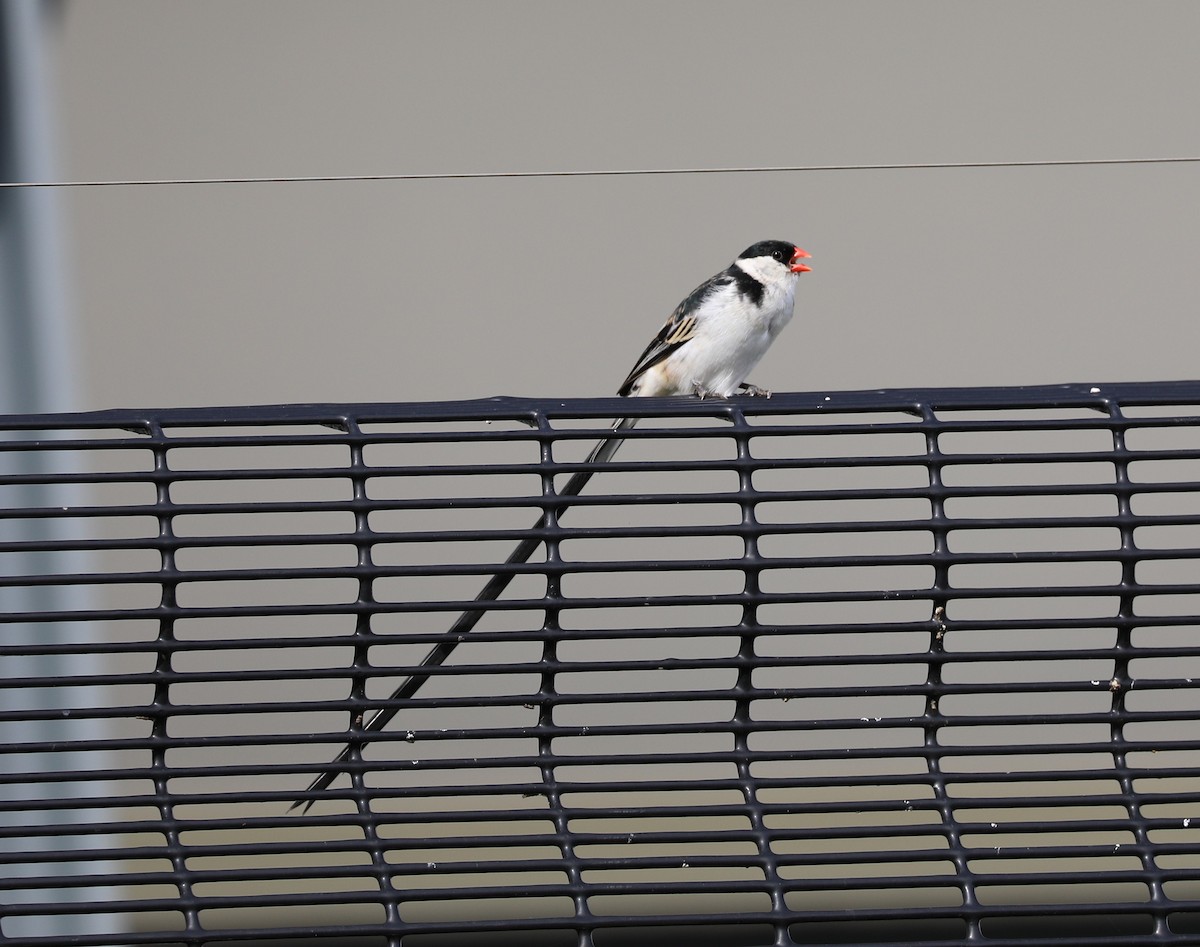 Pin-tailed Whydah - ML641426328