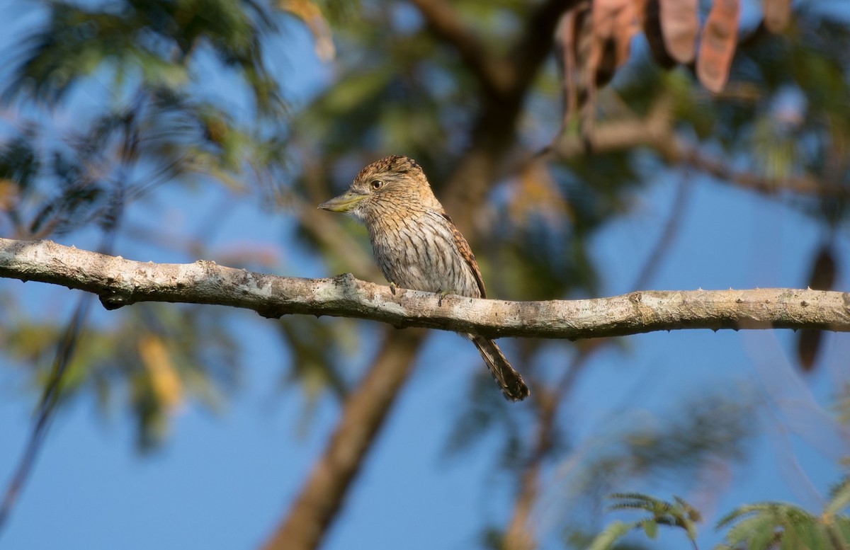 Eastern Striolated-Puffbird (torridus) - ML641426329
