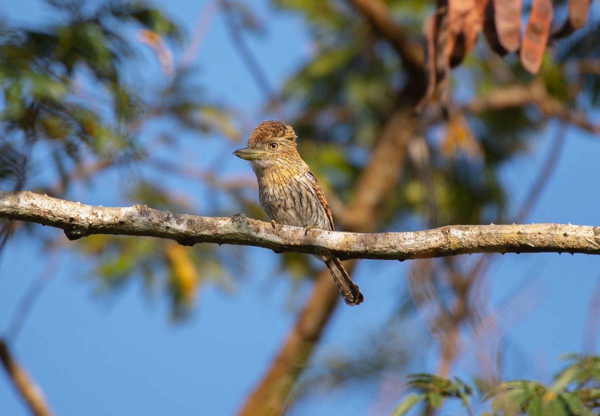Eastern Striolated-Puffbird (torridus) - ML641426330
