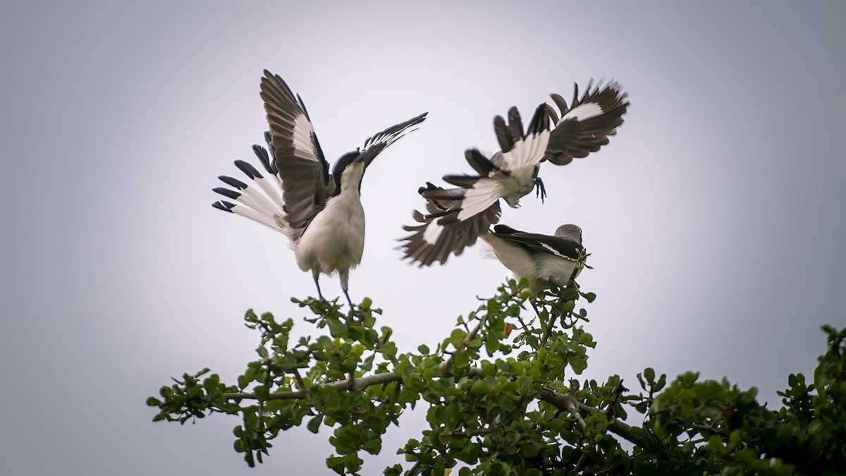 Gray-backed Fiscal - ML641426331