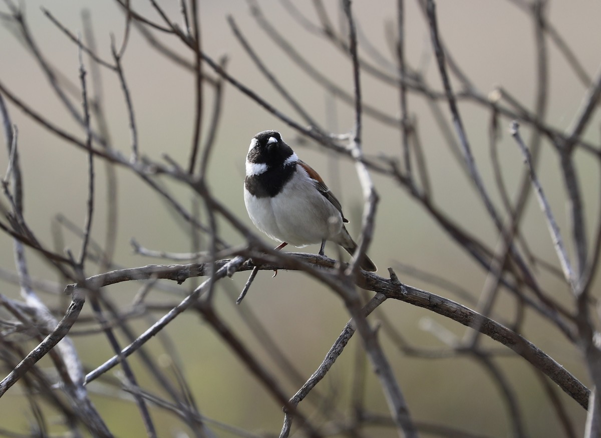 Cape Sparrow - ML641426332