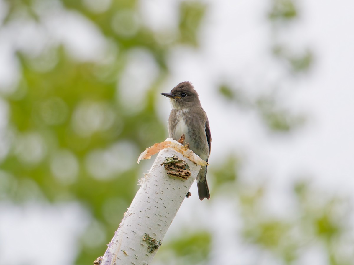Olive-sided Flycatcher - ML641426344