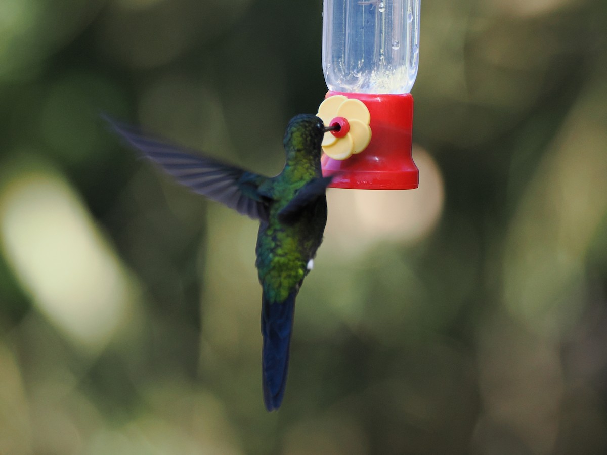 Sapphire-vented Puffleg - ML641426345