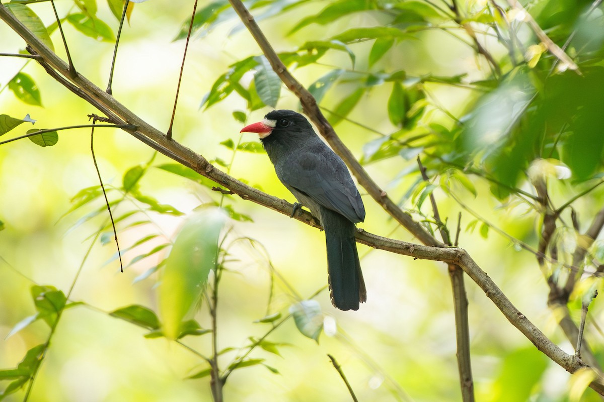 Black-fronted Nunbird - ML641426346
