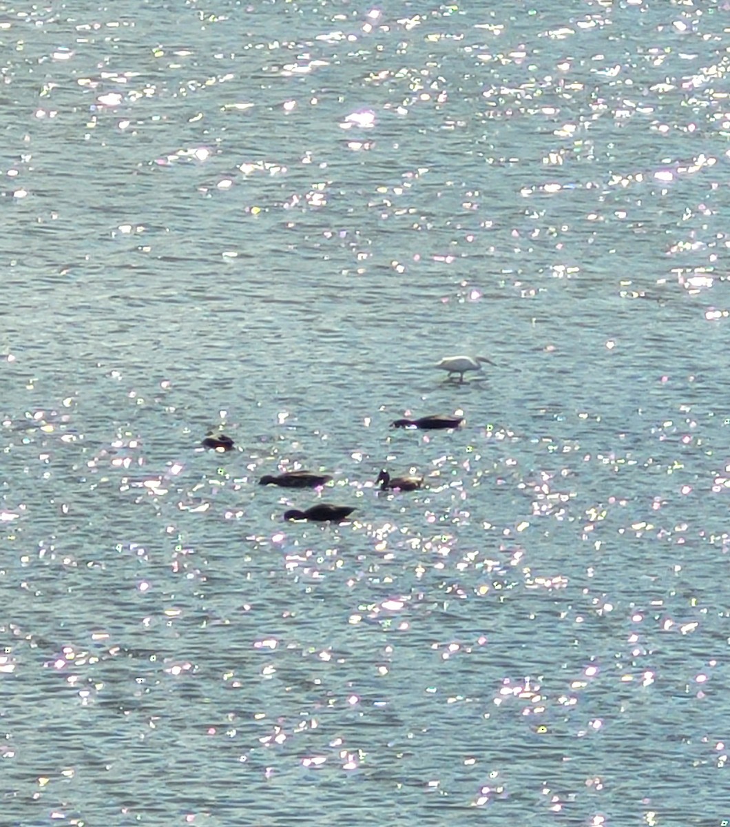 American Black Duck - ML641426347