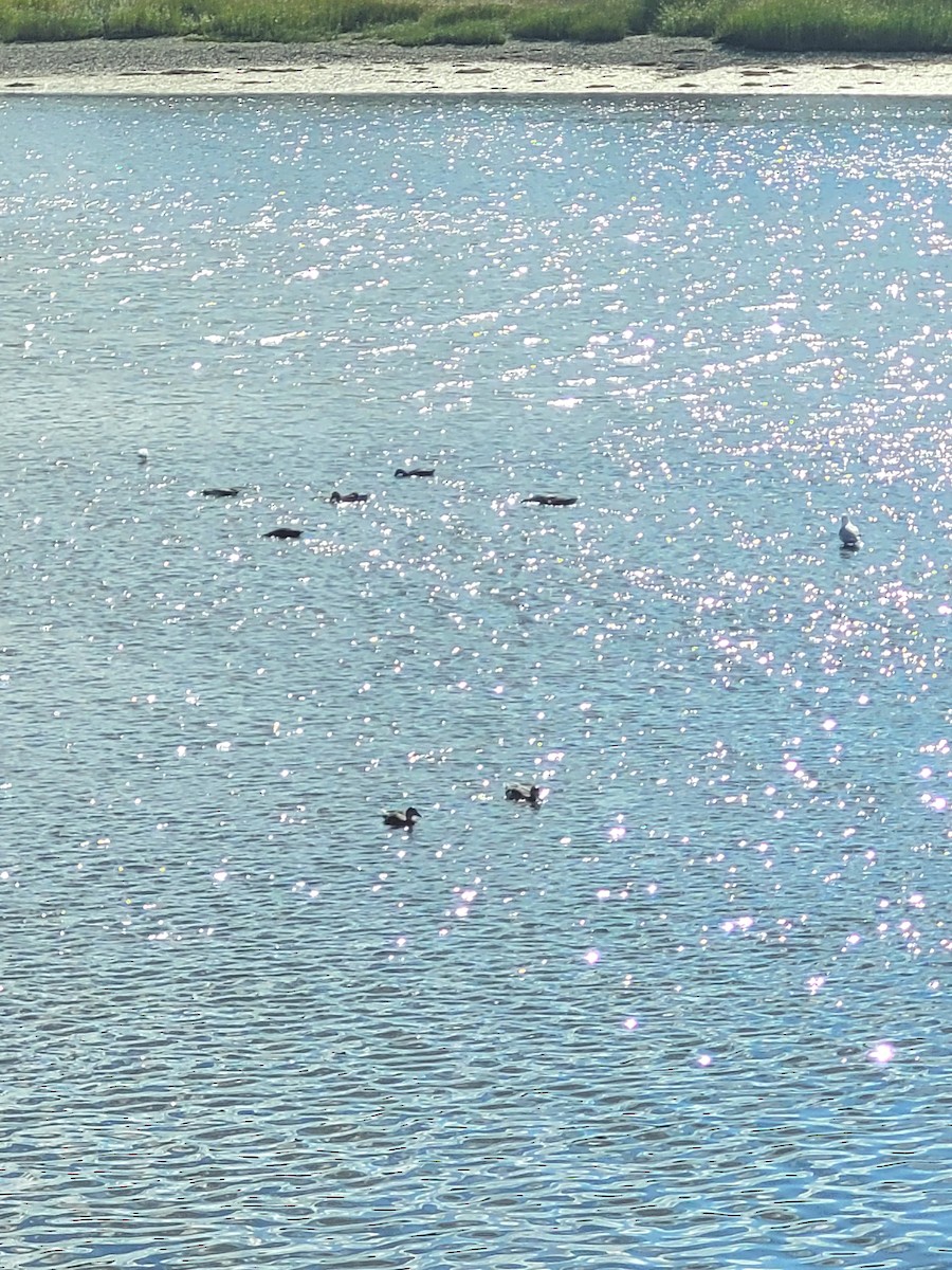 American Black Duck - ML641426348