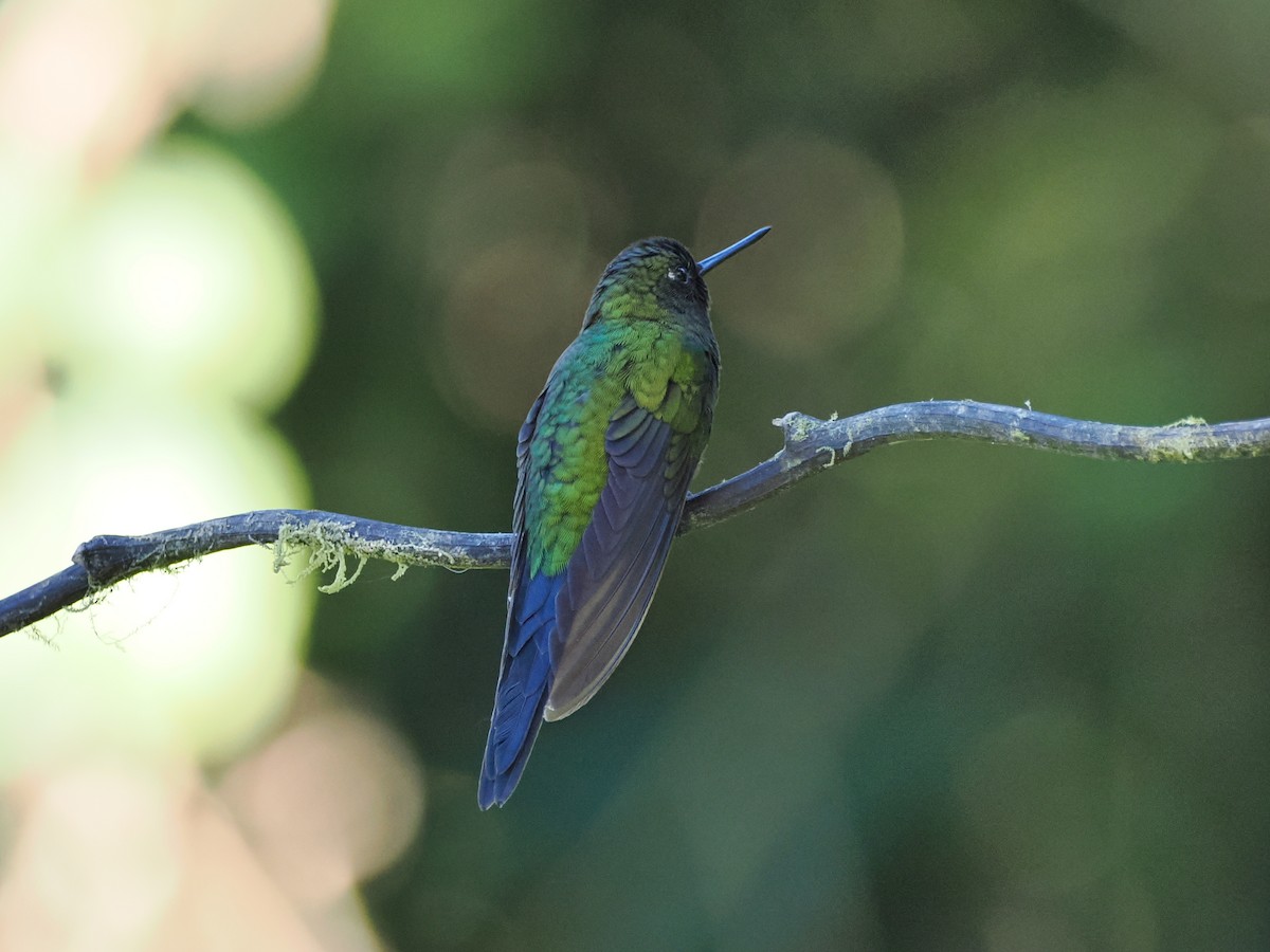 Sapphire-vented Puffleg - ML641426349