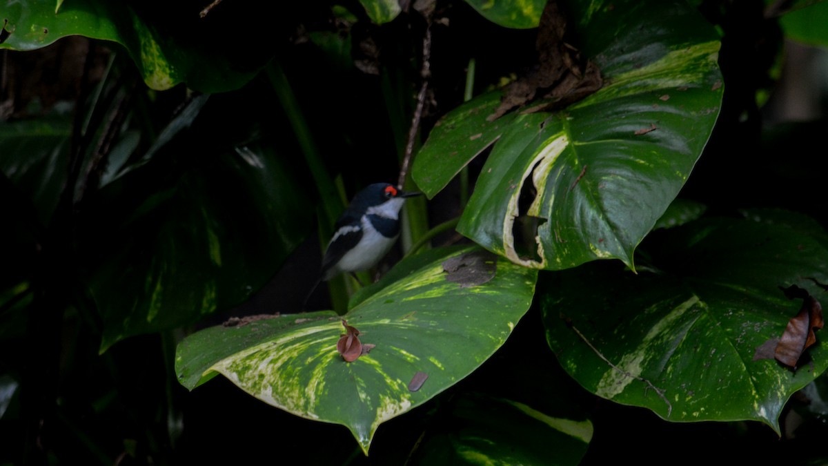 Brown-throated Wattle-eye - ML641426391