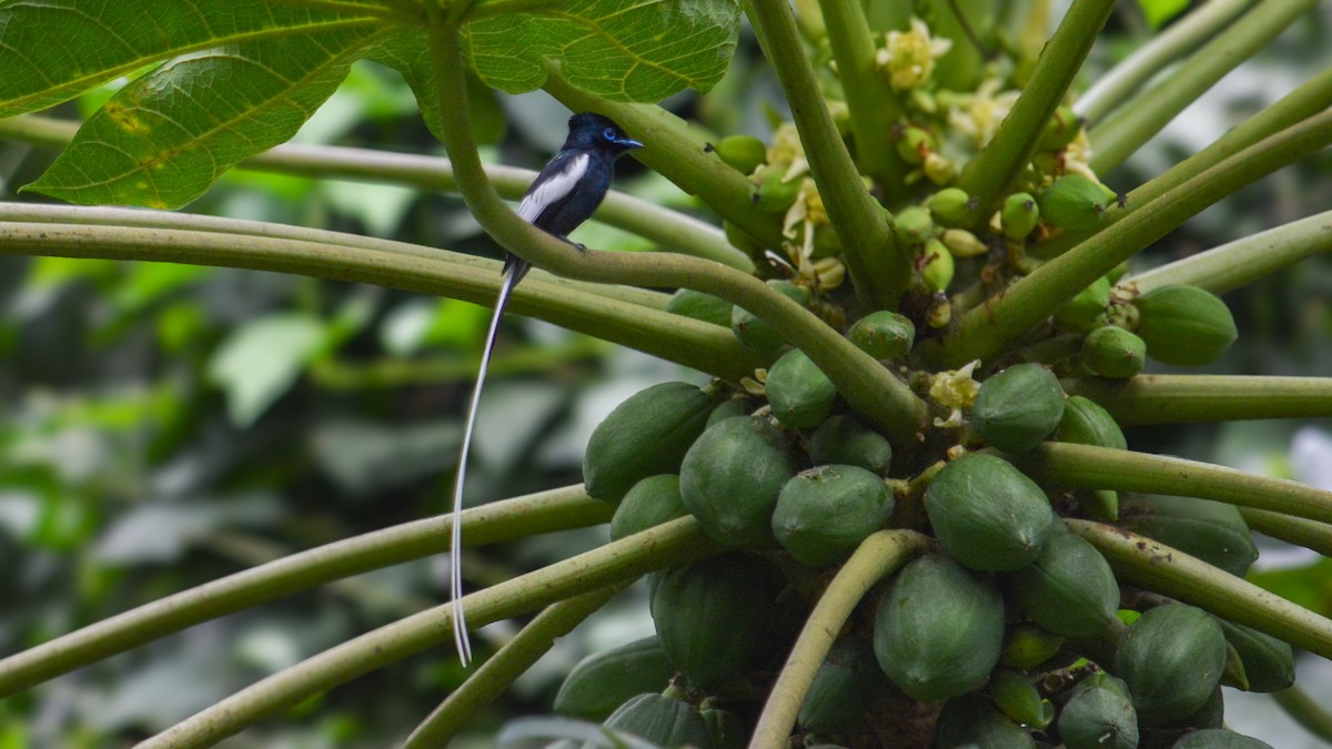 African Paradise-Flycatcher - ML641426392