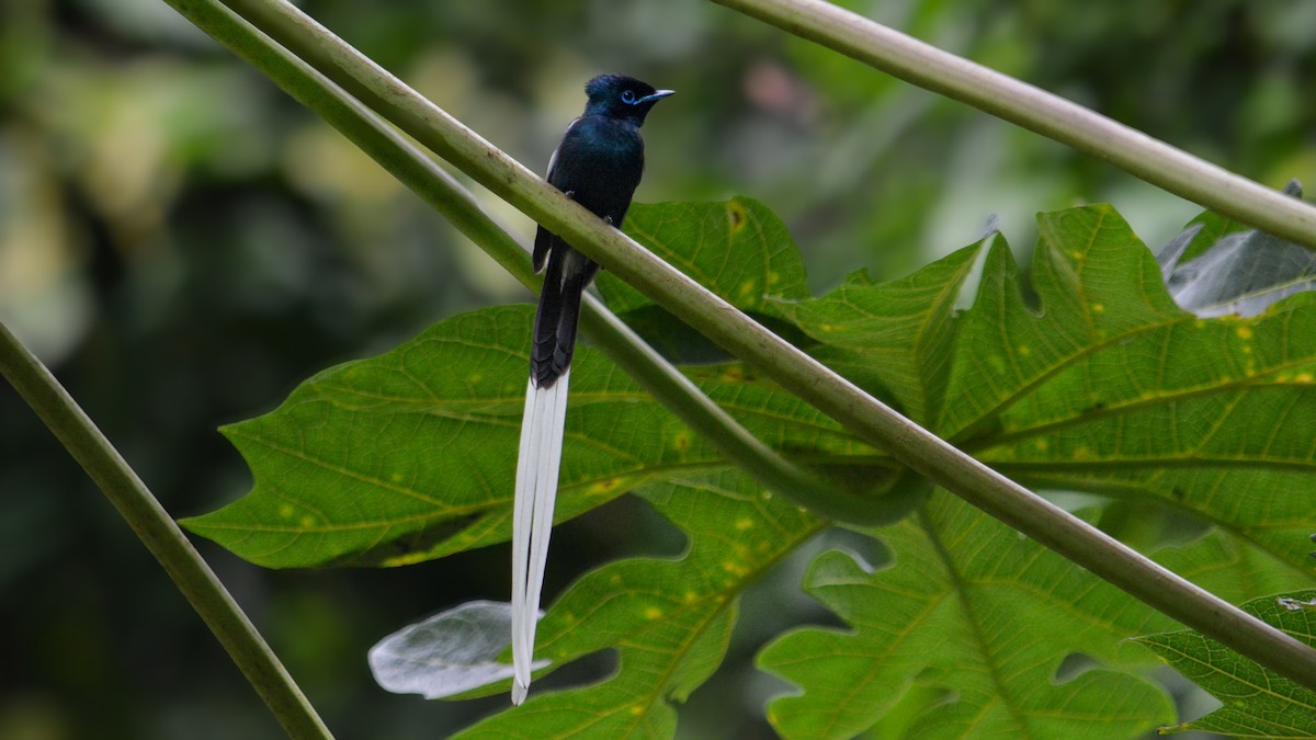 African Paradise-Flycatcher - ML641426393